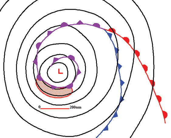 Figure 5 - Click to Enlarge