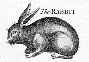 Rabbit